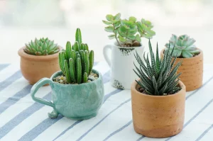 Top 20 Indoor Gardening Gifts for Plant Lovers in Your Life 2023